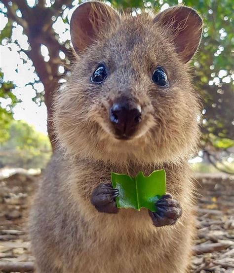 where are quokkas found.